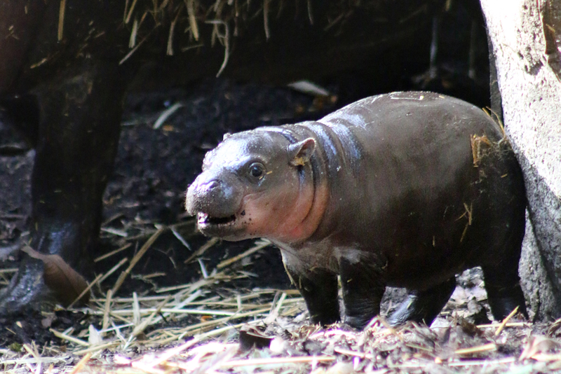 Illustration for article titled This Baby Pygmy Hippo Is the Cutest Thing on Planet Earth (No Arguing Please)